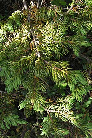 Juniperus communis subsp. nana \ Zwerg-Wacholder / Alpine Juniper, Kroatien/Croatia Velebit Zavizan 17.7.2007