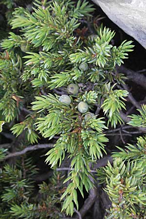 Juniperus communis subsp. nana \ Zwerg-Wacholder / Alpine Juniper, Kroatien/Croatia Velebit Zavizan 17.7.2007