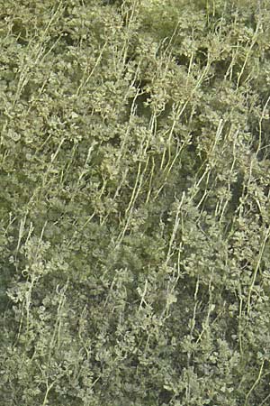Myriophyllum spicatum \ hriges Tausendblatt / Spiked Water Milfoil, Kroatien/Croatia Plitvička 19.7.2007