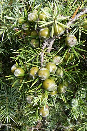Juniperus communis \ Gewhnlicher Wacholder / Juniper, Kroatien/Croatia Istrien/Istria, Premantura 5.6.2008