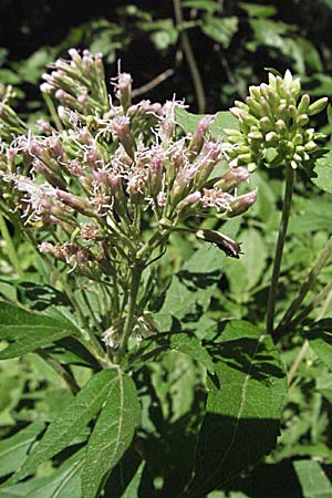 Eupatorium cannabinum \ Wasserdost / Hemp Agrimony, Kroatien/Croatia Velebit 16.7.2007