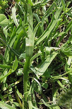 Plantago coronopus subsp. coronopus \ Krhenfu-Wegerich / Buck's-horn Plantain, Kroatien/Croatia Istrien/Istria, Poreč 26.5.2006