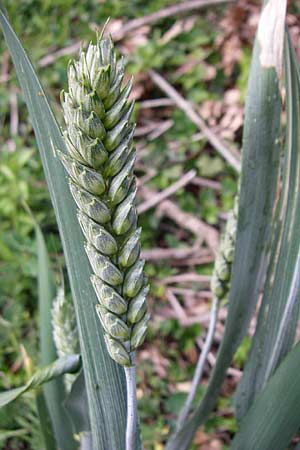Triticum aestivum \ Saat-Weizen, Weich-Weizen / Bread Wheat, Kroatien/Croatia Istrien/Istria, Zminj 5.6.2008