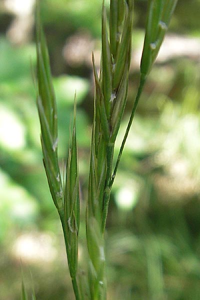 Festuca spec1 ? \ Schwingel / Fescue, Kroatien/Croatia Učka 28.6.2010