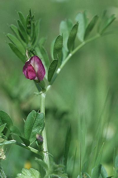 Vicia sativa var. sativa, Common Vetch Vicia sativa var. sativa, Common Vetch