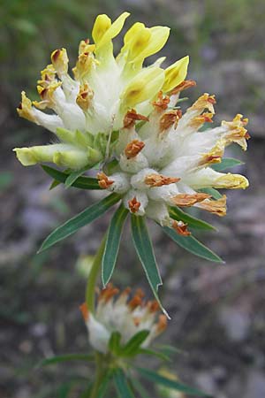 Anthyllis vulneraria subsp. carpatica ? \ Karpaten-Wundklee / Carpathian Kidney Vetch, Kroatien/Croatia Učka 28.6.2010
