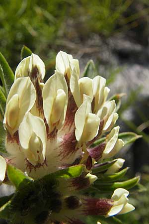 Anthyllis vulneraria subsp. carpatica ? \ Karpaten-Wundklee / Carpathian Kidney Vetch, Kroatien/Croatia Velebit Oltare 29.6.2010