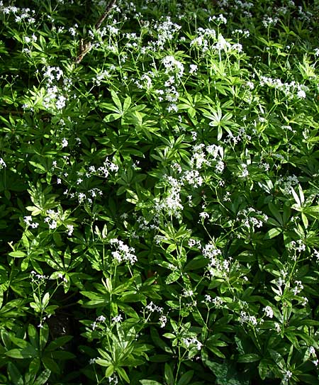 Galium odoratum \ Waldmeister / Woodruff, Kroatien/Croatia Plitvička 31.5.2008