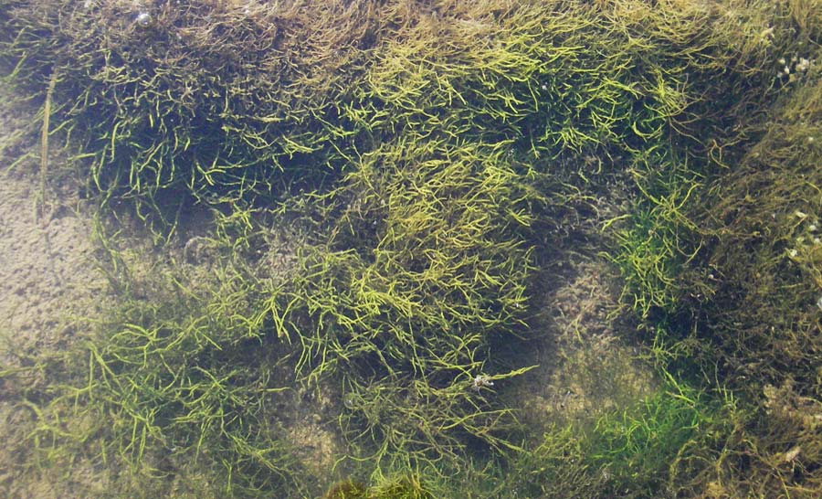 Unknown_plant spec1 ? \ Unbekannte Wasser-Pflanze / Unknown Water Plant, Kroatien/Croatia Donji Budački 20.7.2007