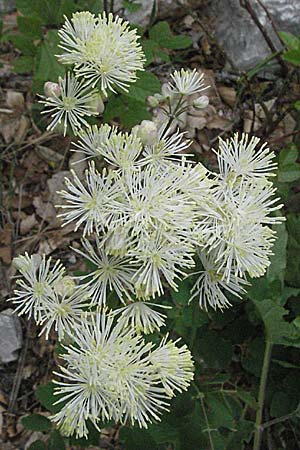 Thalictrum aquilegiifolium \ Groe Wiesenraute, Akeleiblttrige Wiesenraute / French Meadow-Rue, Kroatien/Croatia Velebit Oltare 31.5.2006