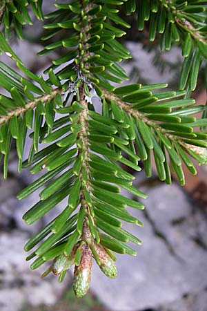 Abies alba \ Wei-Tanne / Common Silver Fir, Kroatien/Croatia Velebit Zavizan 4.6.2008