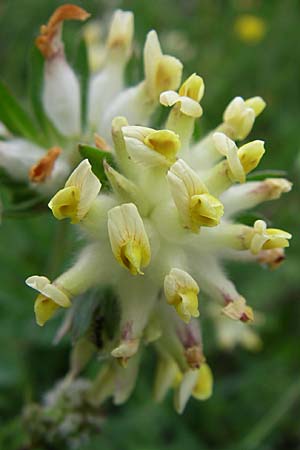 Anthyllis vulneraria subsp. polyphylla \ Steppen-Wundklee, Ungarischer Wundklee / Many-Leaved Kidney Vetch, Kroatien/Croatia Karlobag 3.6.2008