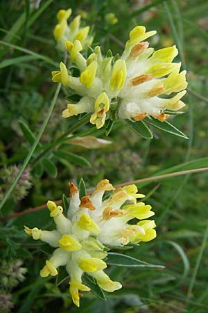 Anthyllis vulneraria subsp. polyphylla \ Steppen-Wundklee, Ungarischer Wundklee / Many-Leaved Kidney Vetch, Kroatien/Croatia Velebit 3.6.2008