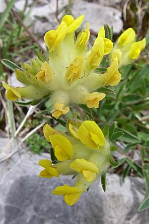 Anthyllis vulneraria subsp. alpestris \ Alpen-Wundklee / Alpine Kidney Vetch, Kroatien/Croatia Velebit Zavizan 4.6.2008