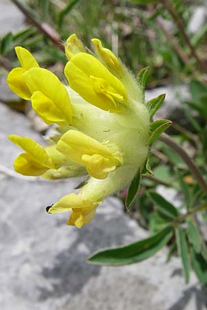 Anthyllis vulneraria subsp. alpestris \ Alpen-Wundklee / Alpine Kidney Vetch, Kroatien/Croatia Velebit Zavizan 4.6.2008