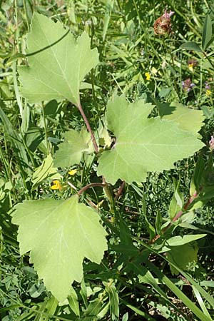 Xanthium italicum \ Italienische Spitzklette / Italian Cocklebur, Kroatien/Croatia Istrien/Istria, Vrh 11.8.2016