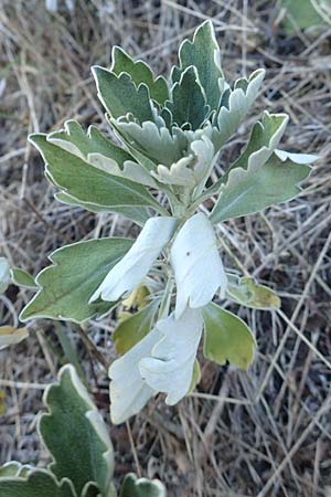 Ajania pacifica \ Silberrand-Chrysantheme / Gold and Silver, Kroatien/Croatia Istrien/Istria, Pazin 13.8.2016