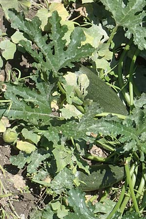 Cucurbita pepo var. italica \ Zucchini / Courgette, Kroatien/Croatia Istrien/Istria, Motovun 11.8.2016