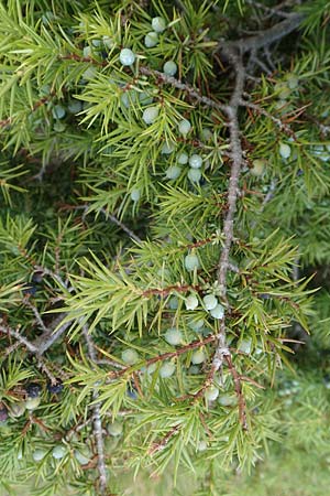 Juniperus communis subsp. nana \ Zwerg-Wacholder / Alpine Juniper, Kroatien/Croatia Učka 12.8.2016