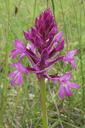 Anacamptis pyramidalis subsp. serotina \ Späte Pyramidenorchis, Kroatien,  Istrien, Gracisce 27.5.2006 