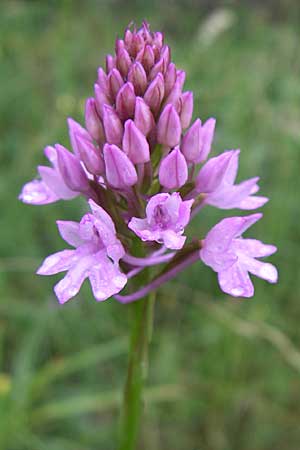 Anacamptis pyramidalis subsp. serotina \ Späte Pyramidenorchis, Kroatien,  Ucka, Vranja 4.6.2008 