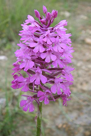 Anacamptis pyramidalis subsp. serotina \ Späte Pyramidenorchis, Kroatien,  Istrien, Gracisce 5.6.2008 