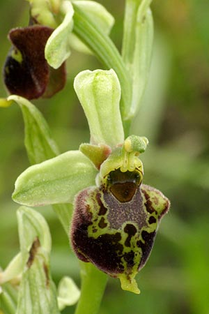 Ophrys apifera x holoserica, Kroatien/Croatia,  Zagreb 5.6.2010 (Photo: Roko Cicmir)