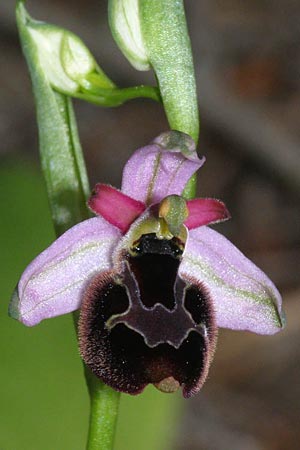 Ophrys bertolonii x untchjii, Kroatien/Croatia,  Cres 10.5.2010 (Photo: Roko Cicmir)