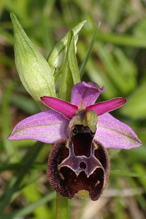 Ophrys bertolonii x untchjii, Kroatien/Croatia,  Cres 10.5.2010 (Photo: Roko Cicmir)