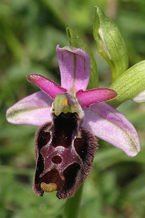 Ophrys bertolonii x untchjii, Kroatien/Croatia,  Cres 10.5.2010 (Photo: Roko Cicmir)