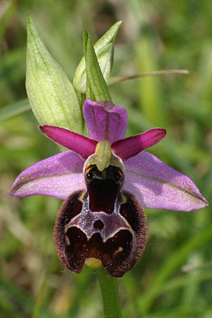 Ophrys bertolonii x untchjii, Kroatien/Croatia,  Cres 10.5.2010 (Photo: Roko Cicmir)