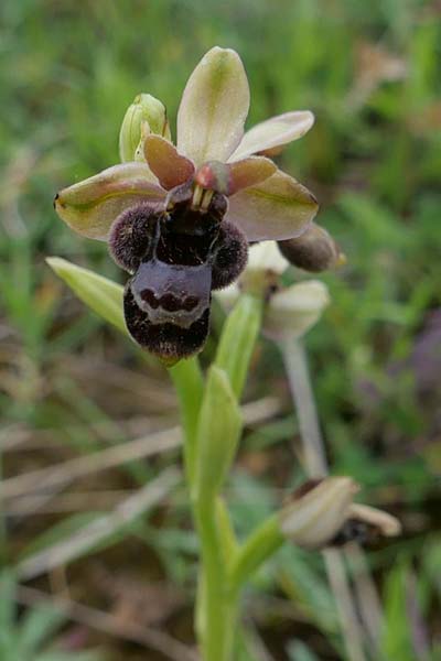 Ophrys bertolonii x bombyliflora, Kroatien/Croatia,  Istrien/Istria Kamenjak 2.5.2024 (Photo: Jan Kocna)