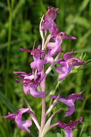 Anacamptis coriophora x laxiflora, Kroatien/Croatia,  Dalmatia, Postinje 1.6.2008 (Photo: Roko Cicmir)