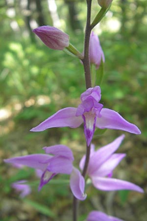Cephalanthera rubra \ Rotes Waldvögelein, Kroatien,  Velebit Oltare 29.6.2010 