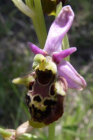 Ophrys dinarica / Dinarian Orchid, Croatia,  Kljake 2.6.2008 