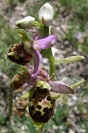 Ophrys dinarica / Dinarian Orchid, Croatia,  Kljake 2.6.2008 