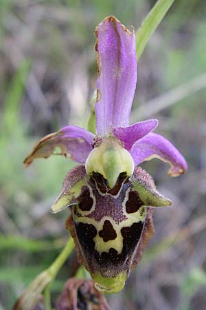 Ophrys dinarica / Dinarian Orchid, Croatia,  Kljake 2.6.2008 