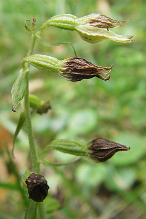 Epipactis leptochila subsp. dinarica \ Dinarische Ständelwurz, Kroatien,  Ucka 28.7.2010 