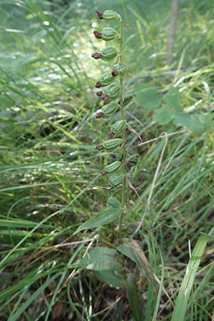 Epipactis leptochila subsp. dinarica \ Dinarische Ständelwurz, Kroatien,  Ucka 12.8.2016 