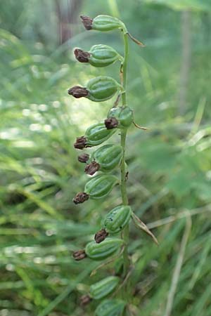 Epipactis leptochila subsp. dinarica \ Dinarische Ständelwurz, Kroatien,  Ucka 12.8.2016 
