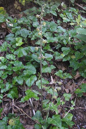 Epipactis microphylla \ Kleinblättrige Ständelwurz / Small-Leaved Helleborine, Kroatien/Croatia,  Plitvicka 30.6.2010 