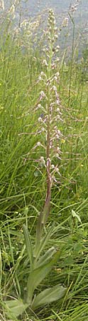 Himantoglossum adriaticum \ Adriatische Riemenzunge / Adriatic Lizard Orchid, Kroatien/Croatia,  Istrien/Istria, Gracisce 27.5.2006 