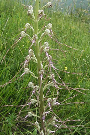 Himantoglossum adriaticum \ Adriatische Riemenzunge / Adriatic Lizard Orchid, Kroatien/Croatia,  Istrien/Istria, Gracisce 27.5.2006 