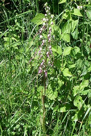 Himantoglossum adriaticum \ Adriatische Riemenzunge / Adriatic Lizard Orchid, Kroatien/Croatia,  Zagorje 31.5.2008 