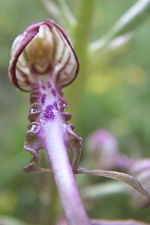 Himantoglossum adriaticum \ Adriatische Riemenzunge / Adriatic Lizard Orchid, Kroatien/Croatia,  Istrien/Istria, Zminj 5.6.2008 