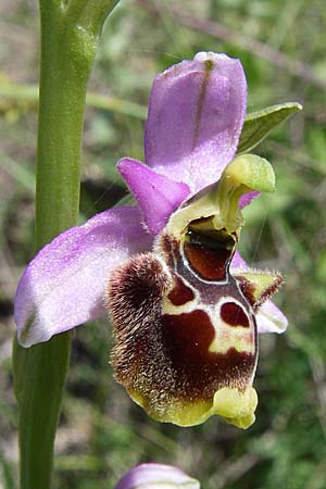 Ophrys holoserica subsp. laxiflora \ Lockerblütige Hummel-Ragwurz / Lax-Flowered Late Spider Orchid, Kroatien/Croatia,  Ramljane 2.6.2008 