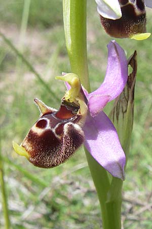 Ophrys holoserica subsp. laxiflora \ Lockerblütige Hummel-Ragwurz / Lax-Flowered Late Spider Orchid, Kroatien/Croatia,  Ramljane 2.6.2008 