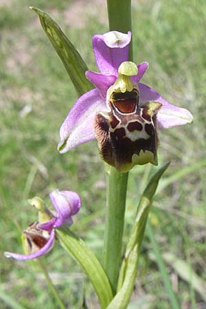 Ophrys holoserica subsp. laxiflora \ Lockerblütige Hummel-Ragwurz / Lax-Flowered Late Spider Orchid, Kroatien/Croatia,  Ramljane 2.6.2008 