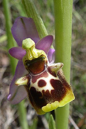 Ophrys holoserica subsp. laxiflora \ Lockerblütige Hummel-Ragwurz / Lax-Flowered Late Spider Orchid, Kroatien/Croatia,  Ramljane 2.6.2008 