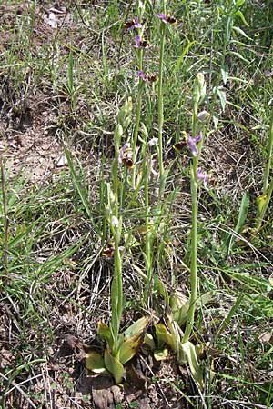Ophrys holoserica subsp. laxiflora \ Lockerblütige Hummel-Ragwurz / Lax-Flowered Late Spider Orchid, Kroatien/Croatia,  Ramljane 2.6.2008 
